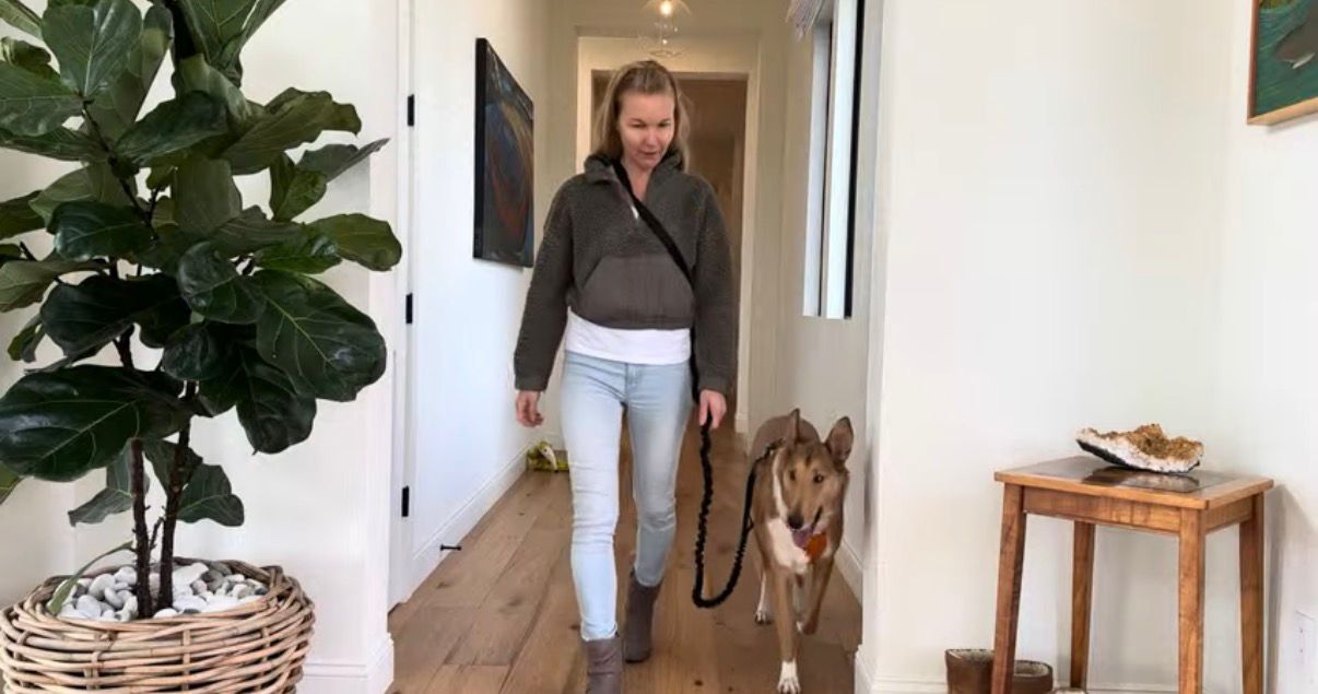 Dog training session