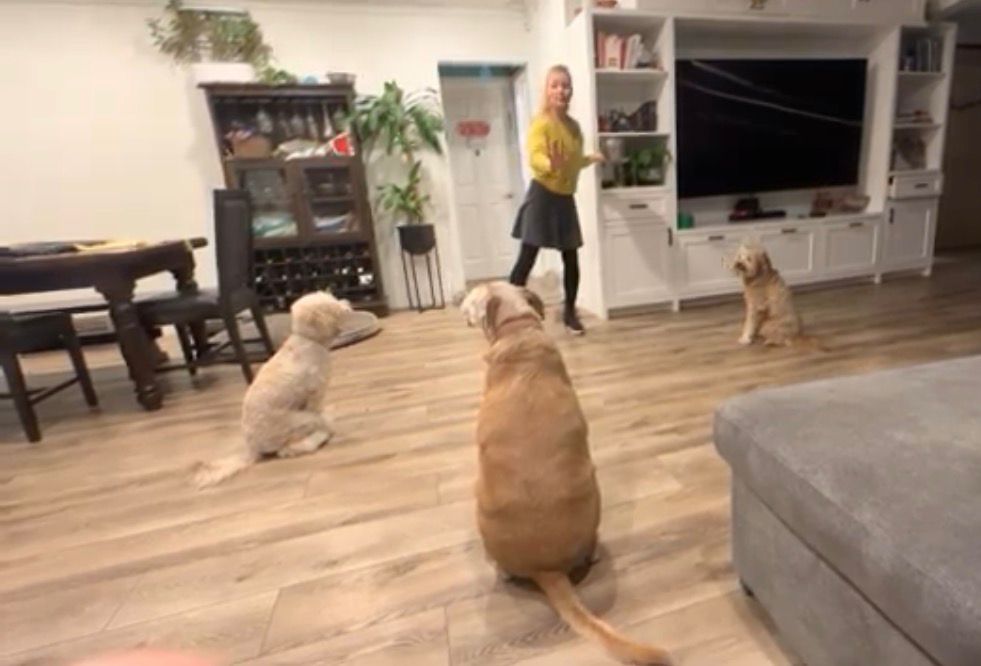 Dog training session