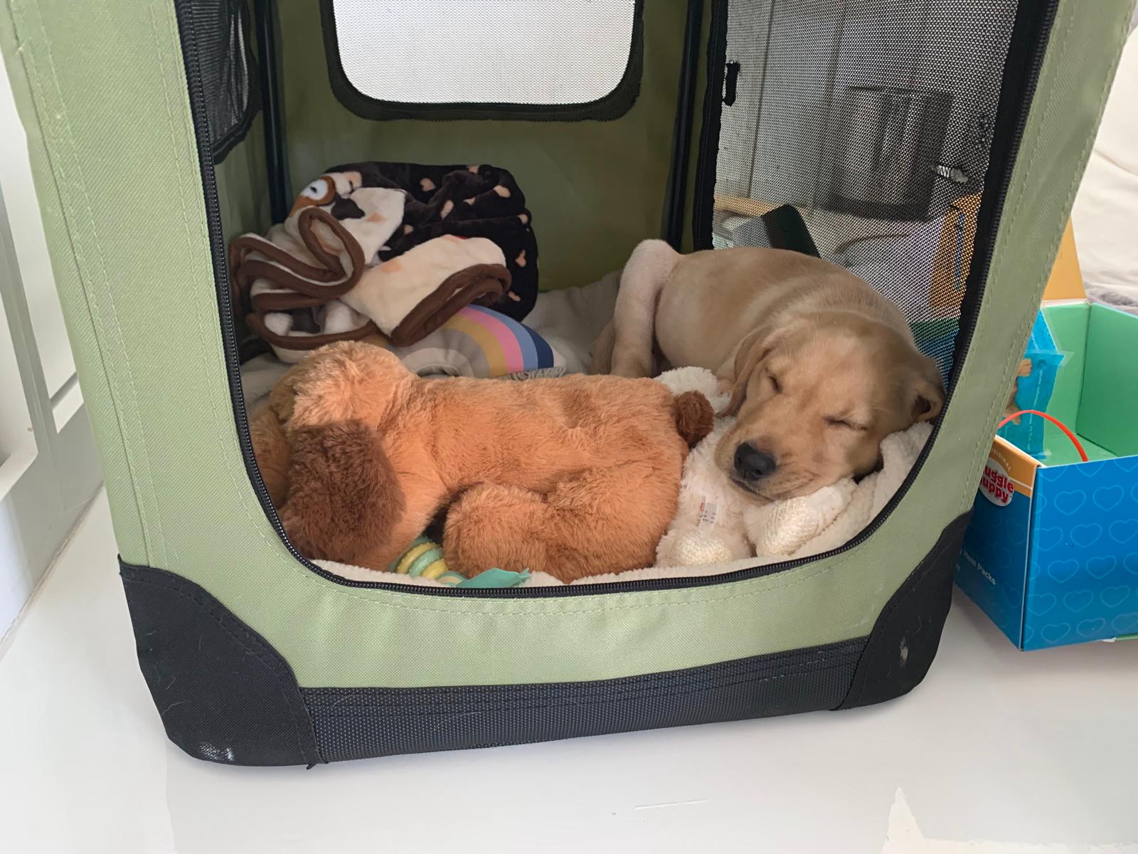 Service Dog Programs